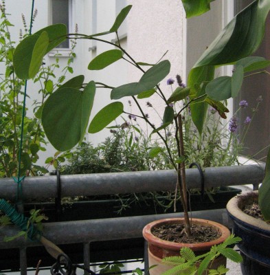Bauhinia.JPG