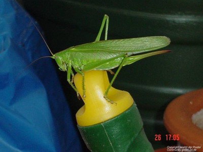 Monster_Heuschrecke.jpg