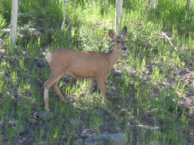 IMG_0489.JPG