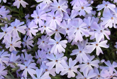 Schieferblauer Teppichphlox - Phlox subulata 'Emerald Cushion Blue'..JPG