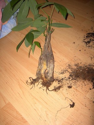 pacchira.jpg