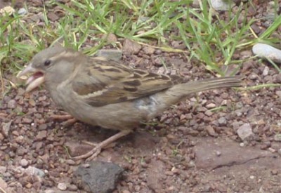 Vogel zutraulich1.jpg