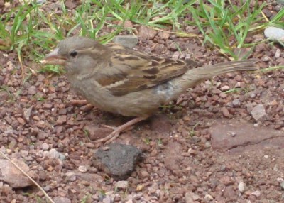 Vogel zutraulich.jpg