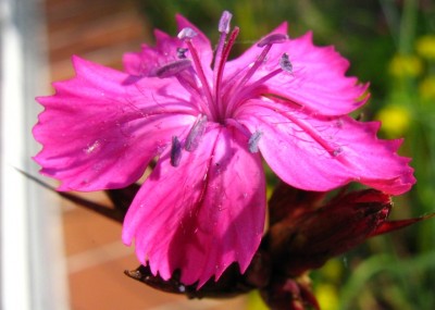 IMG_1243a.jpg