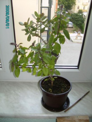 PICT0560.JPG