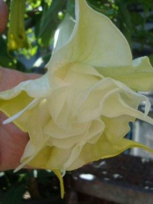 DSC01490 Brugmansia.jpg