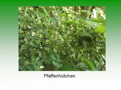 Folie57.JPG