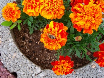 Biene-Tagetes.JPG