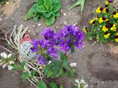 Knäuelglockenblume-blau.JPG