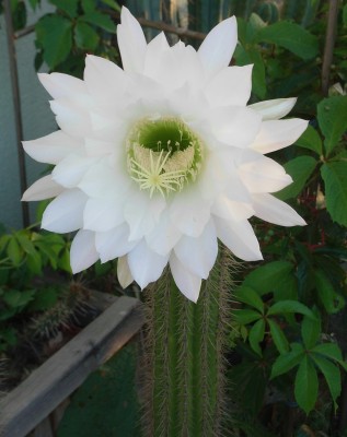 RIMG0136.JPG