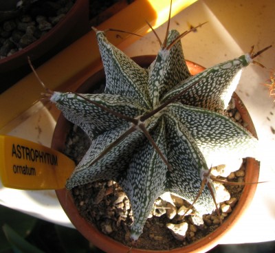 IMG_1815 Astrophytum ornatum.jpg
