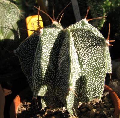 IMG_1813Astrophytum ornatum.jpg