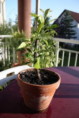 Zitrönchen 2 090724.jpg