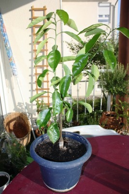 Zitrönchen 1 090724.jpg