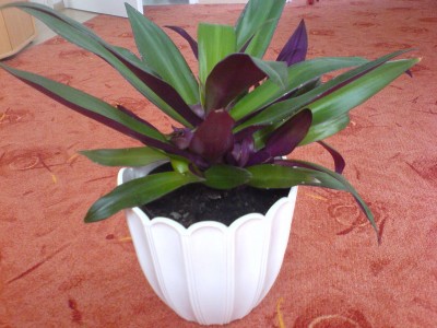Blume2.jpg