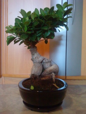 Bonsai.jpg