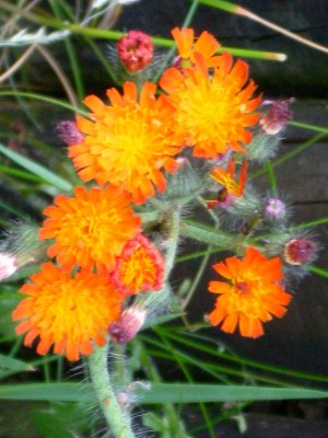 Unbekannt_orange_Blüte_klein.jpg