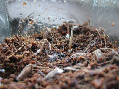 ceropegia woodi keimlinge.jpg