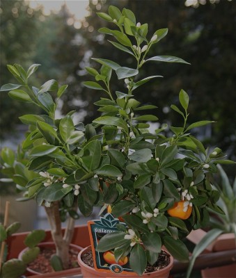 calamondin.jpg
