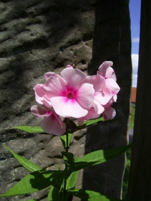 rosa Phlox.JPG
