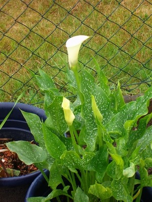 Calla-zitronengelb.JPG