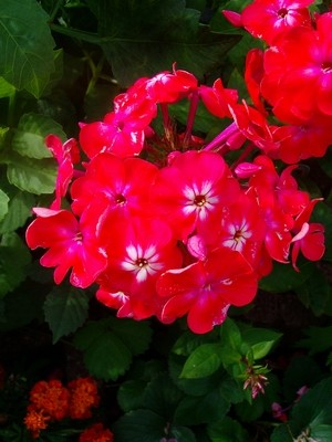 Phlox-Wassermelone.JPG
