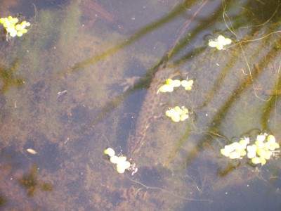 Besuch im Teich 2.JPG
