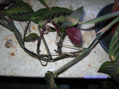 Maranta.JPG