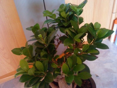 Bonsai verliert Blätter (2).JPG