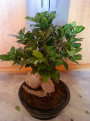 Bonsai verliert Blätter.JPG
