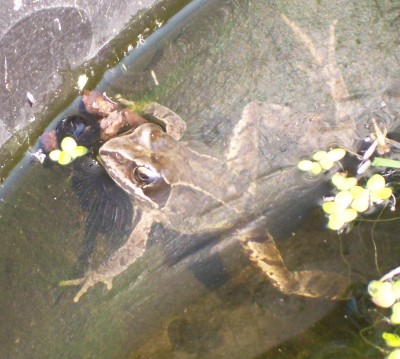 Besuch im Gartenteich_Frosch.jpg