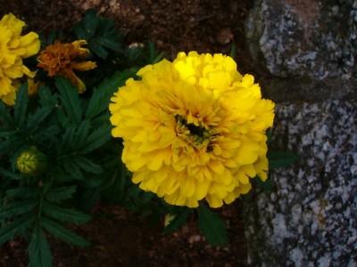 Tagetes-gelb.JPG