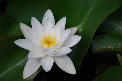Seerose_weiß.jpg