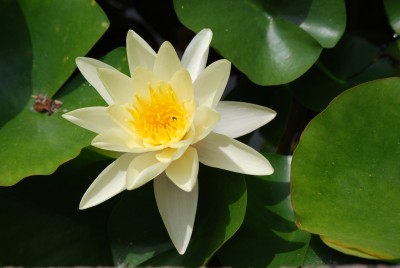 Seerose_gelb.jpg