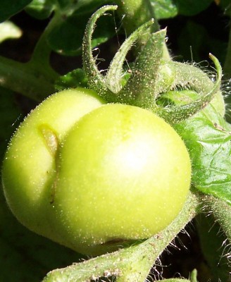 Leckerli für Tomatensüchtige.jpg