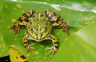 Frosch.jpg