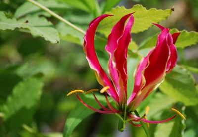 Gloriosa.jpg
