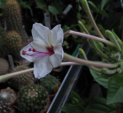 IMG_1824 Mirabilis longiflora.jpg