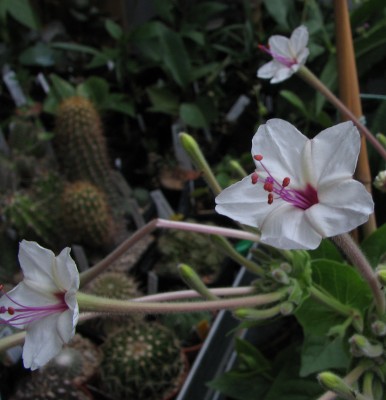 IMG_1823 Mirabilis longiflora.jpg