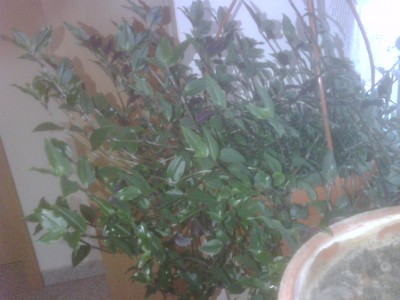 IMG00213.jpg