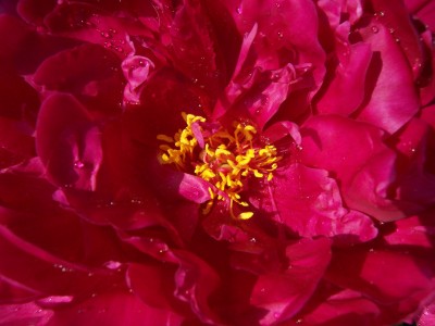 nur schön Bauernrose.jpg
