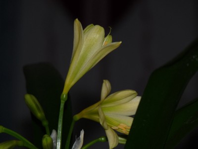P1030962(1).JPG