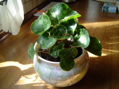 Alpenveilchen von 2005 möcht wieder blühen.JPG