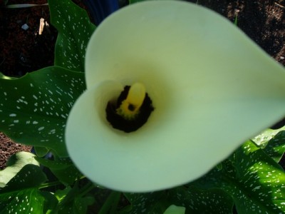 Größenänderung Calla-zitronengelb-1.JPG