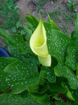 Calla-2.JPG