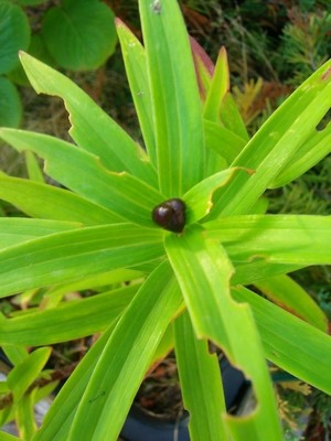 Lilie-mit-Knubbel-1.JPG