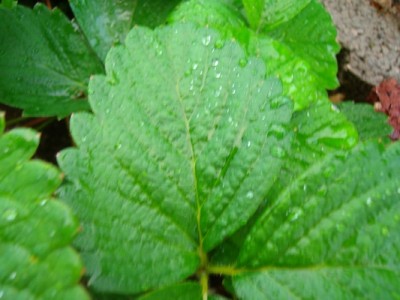 Wassertropfen-auf-Erdbeere.JPG