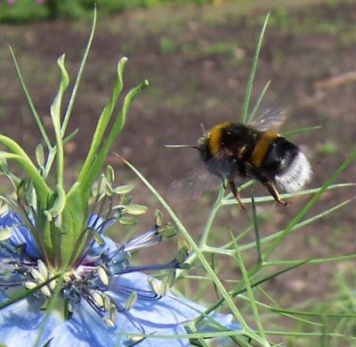 Hummel im Flug.jpg