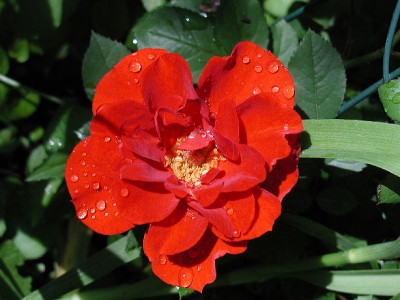 Rose rot nass9.jpg