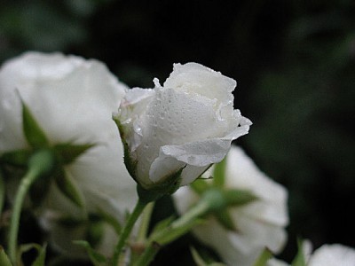 Rose weiss nass3.jpg